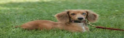 Miniature Dachshund dogs for sale: Ivana - Ad 5