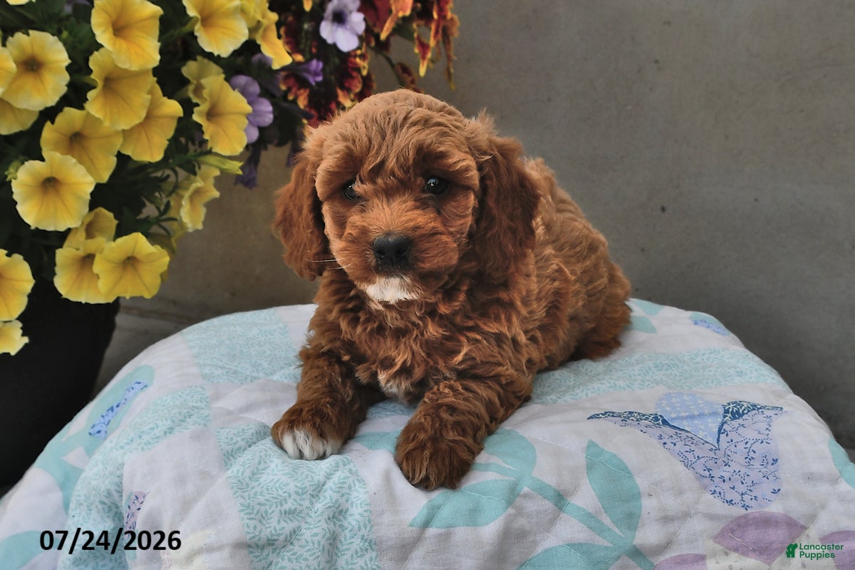 Cavapoo dogs Dora - Ad 1