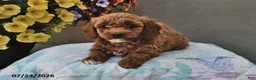 Cavapoo dogs for sale: Dora - Ad 1