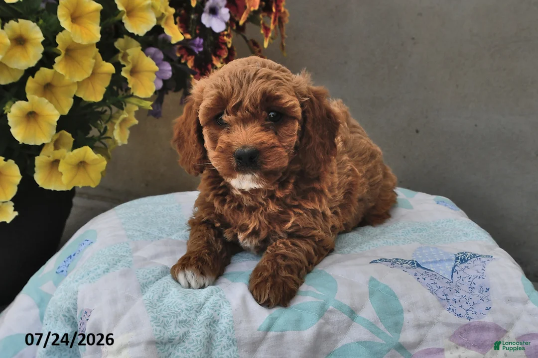 Cavapoo dogs for sale: Dora - Ad 1