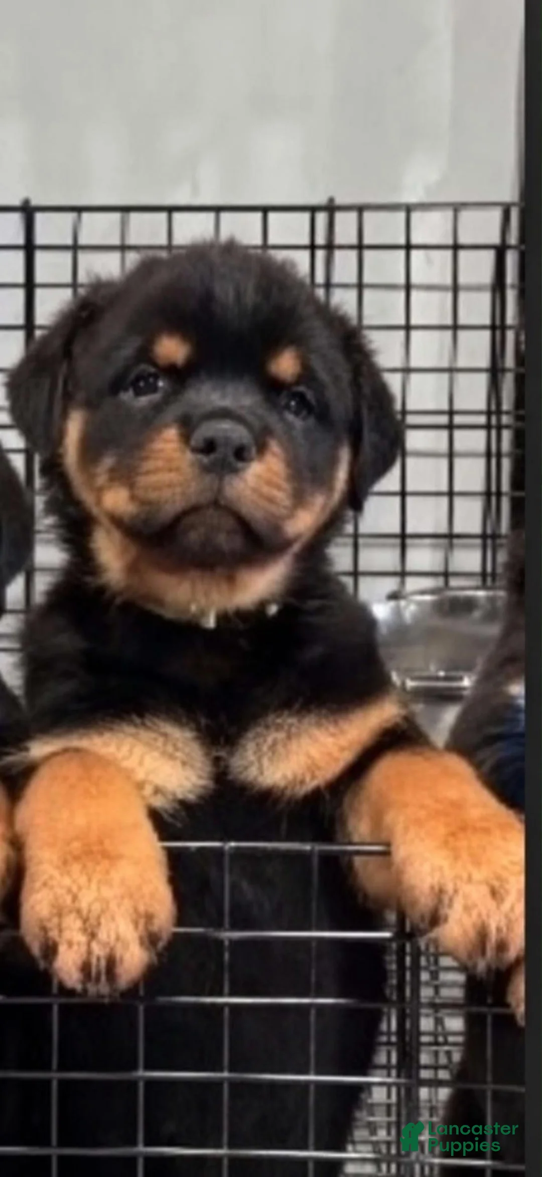 Rottweiler dogs for sale: Rottweiler 1 - Ad 1