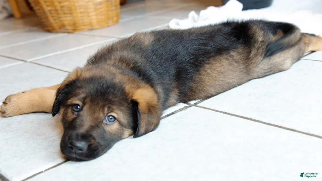 Mixed Breed dogs for sale: Nova - Ad 2