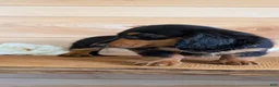 Miniature Dachshund dogs for sale: Riley - Ad 10