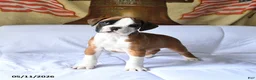 Boxer dogs for sale: Buster - Ad 3