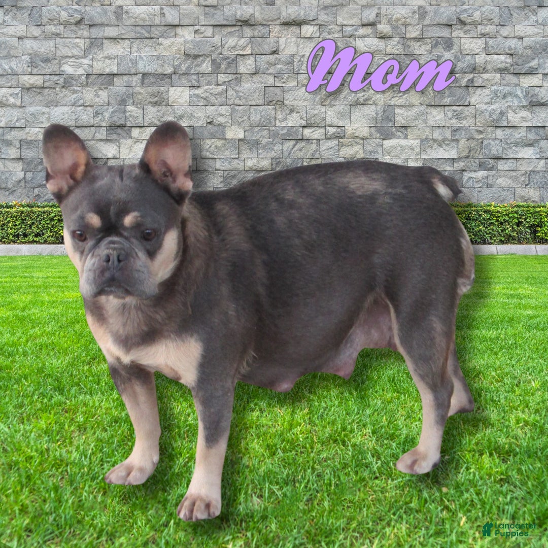 French Bulldog dogs for sale: Lucy - Ad 6