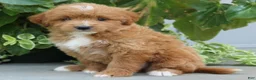 Mini Goldendoodle dogs for sale: Felicity - Ad 3
