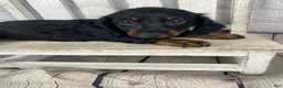 Miniature Dachshund dogs for sale: Apollo - Ad 8
