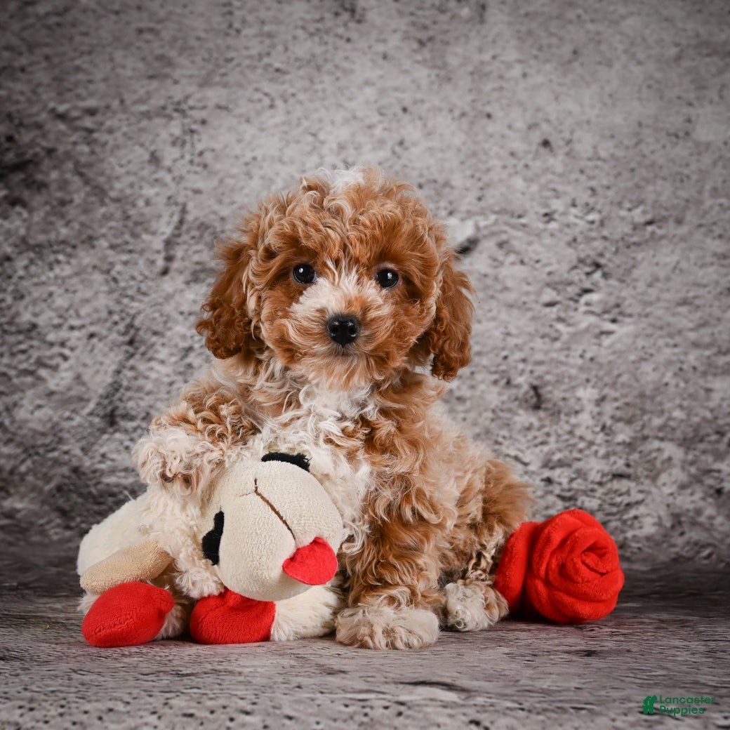 Bichpoo dogs Molly - Ad 1