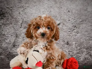 Bichpoo dogs for sale: Molly - Ad 3