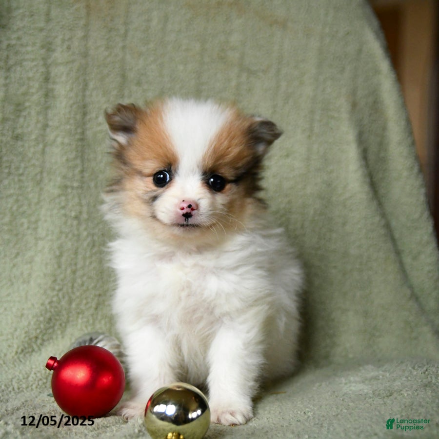 Pomeranian dogs Smiley - Ad 3