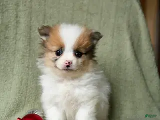 Pomeranian dogs Smiley - Ad 21