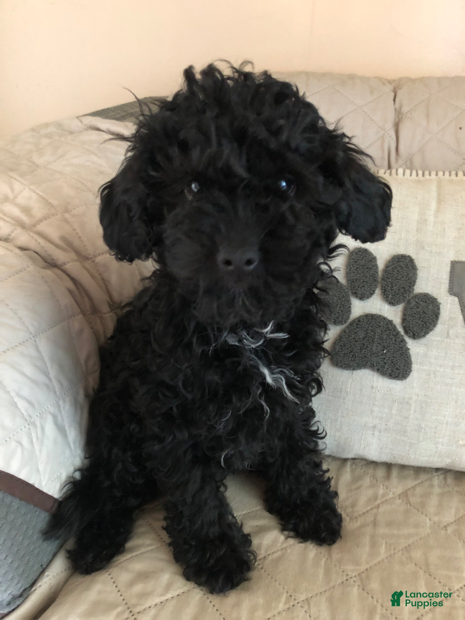 Cavapoo dogs Walker - Ad 1