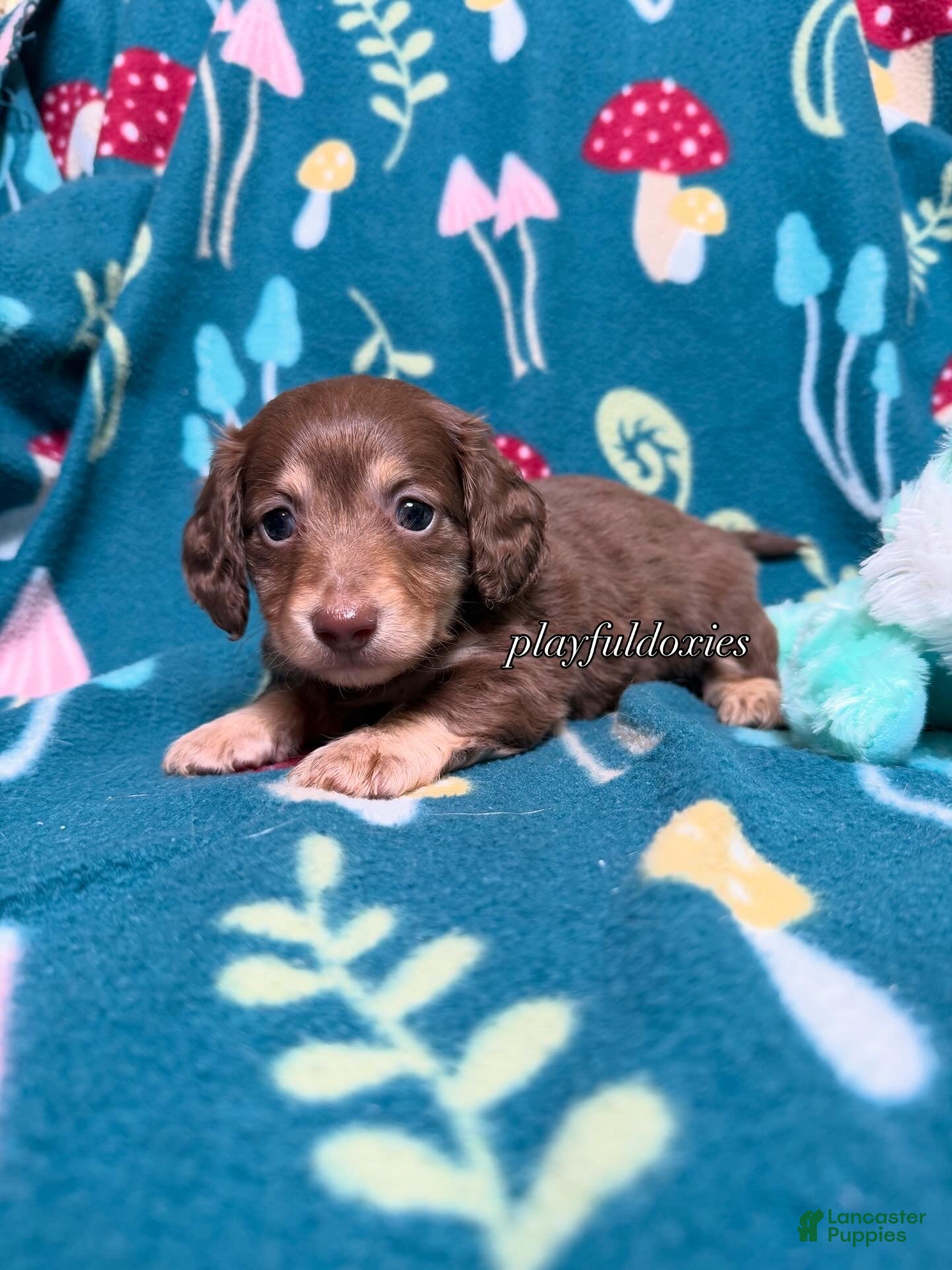 Miniature Dachshund dogs AKC Lighter Chocolate & Cream Long Haired Male Miniature Dachshund Puppy  - Ad 2