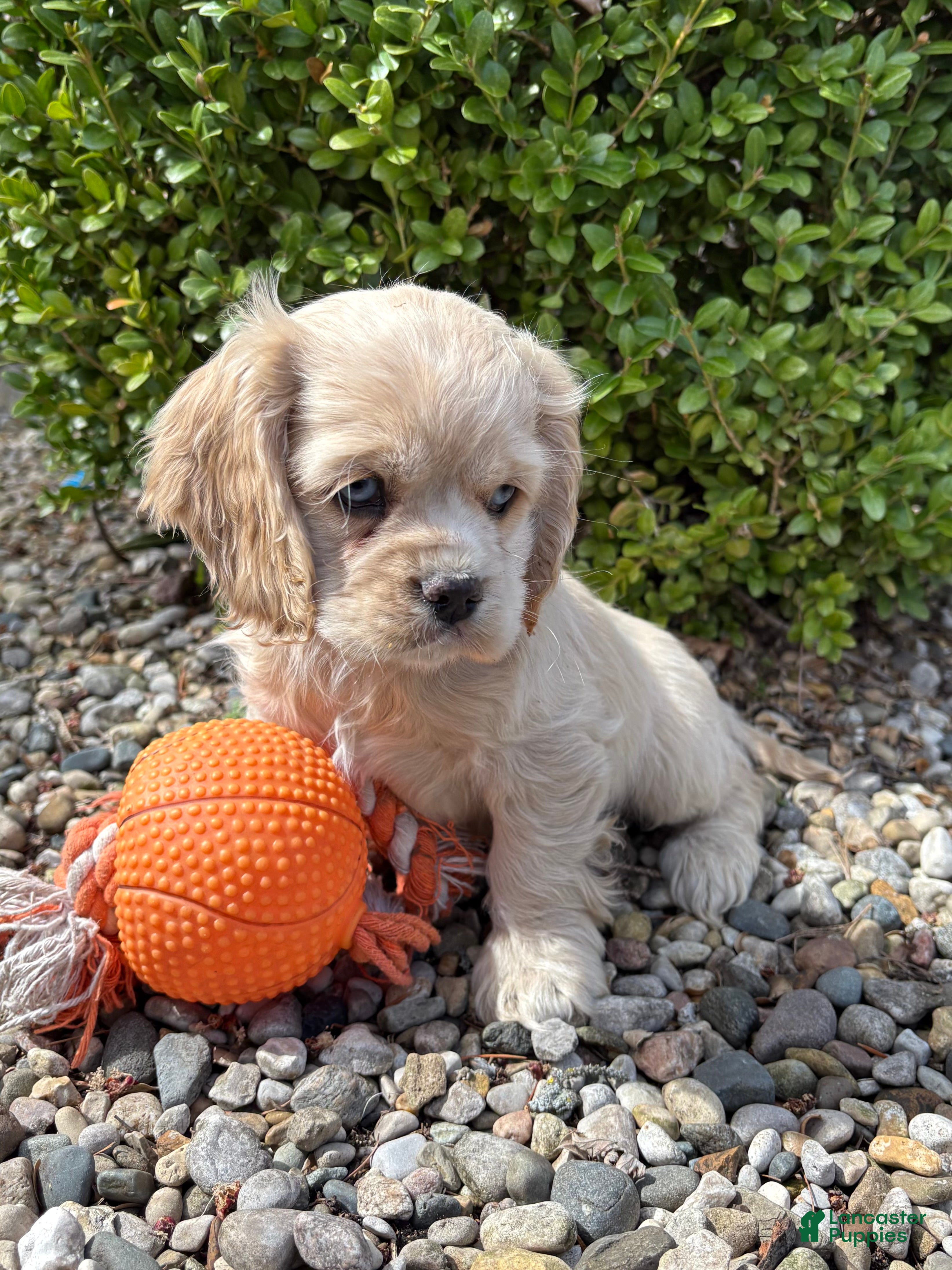 Cocker Spaniel dogs Ivory - Ad 2