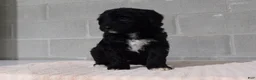Bernedoodle dogs for sale: Kelly - Ad 3