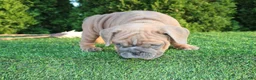 English Bulldog dogs for sale: Debbi - Ad 6