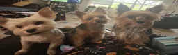 Yorkshire Terrier dogs for sale: Payton - Ad 88