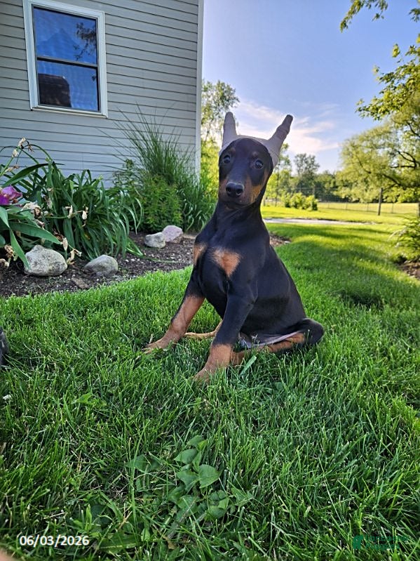 Doberman Pinscher dogs for sale: Roscoe - Ad 1