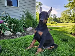 Doberman Pinscher dogs for sale: Roscoe - Ad 3