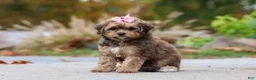 Bichpoo dogs for sale: Sadie - Ad 5