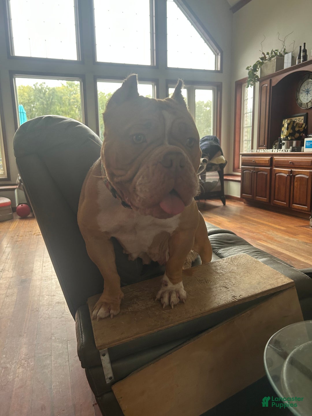 Mixed Breed dogs for sale: Mixed Breed Puppy 6 - Ad 10