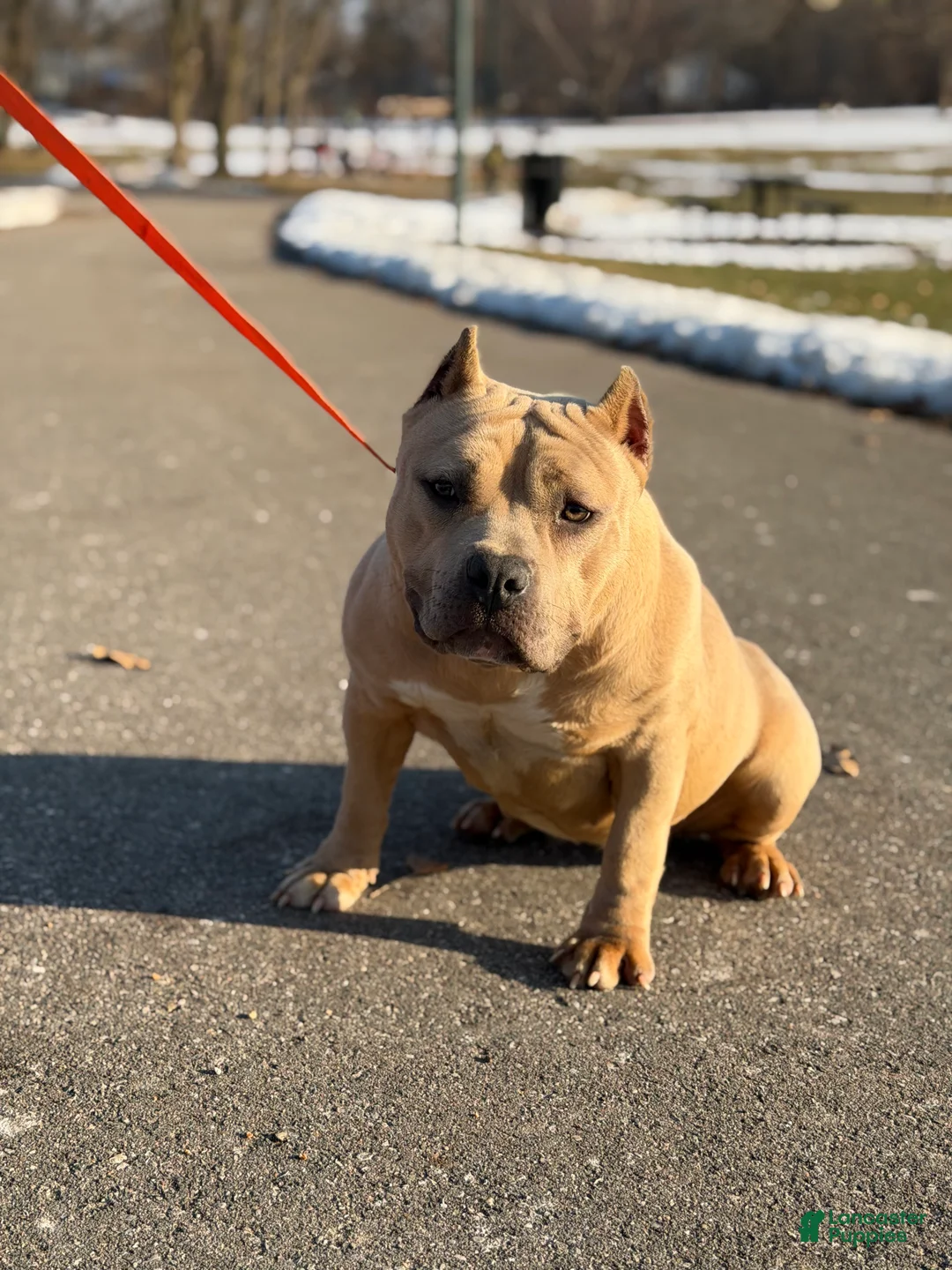American Bully dogs for sale: American Bully Female  - Ad 2