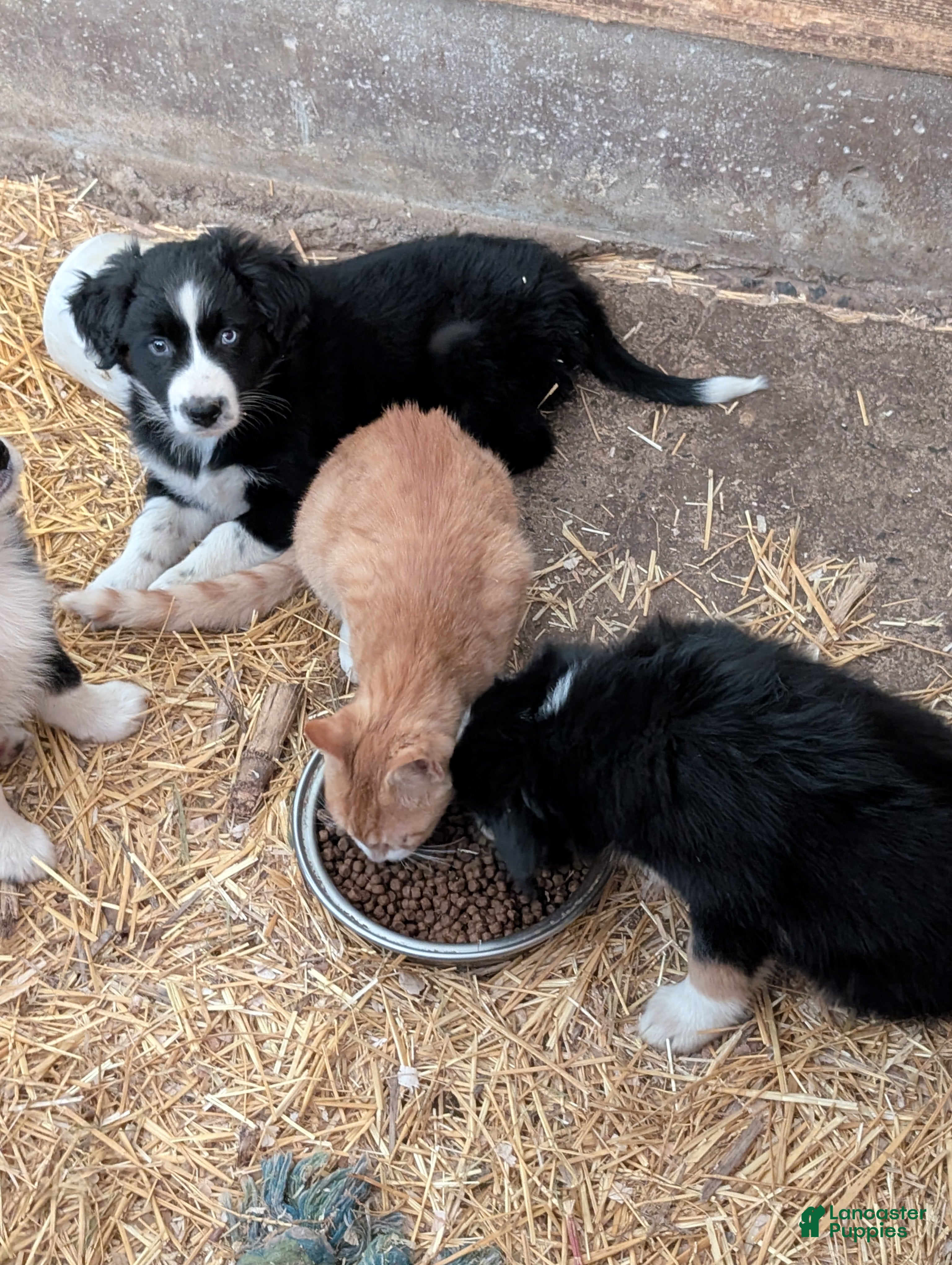 Australian Shepherd dogs for sale: Lilly - Ad 2