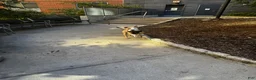 American Pit Bull Terrier dogs for sale: American Pit Bull Terrier  - Ad 4