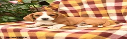 Miniature Dachshund dogs for sale: Dandelion - Ad 3