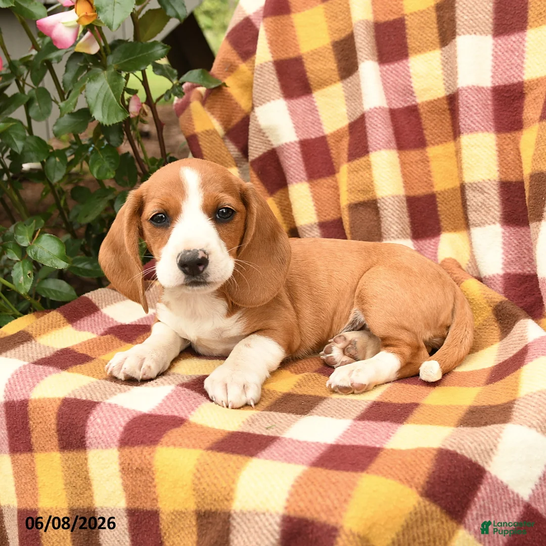 Miniature Dachshund dogs for sale: Dandelion - Ad 3