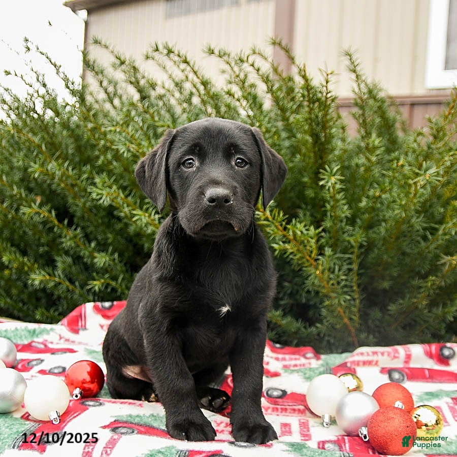Labrador Retriever dogs Max - Ad 10