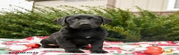 Labrador Retriever dogs for sale: Max - Ad 1