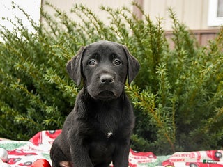 Labrador Retriever dogs Max - Ad 38