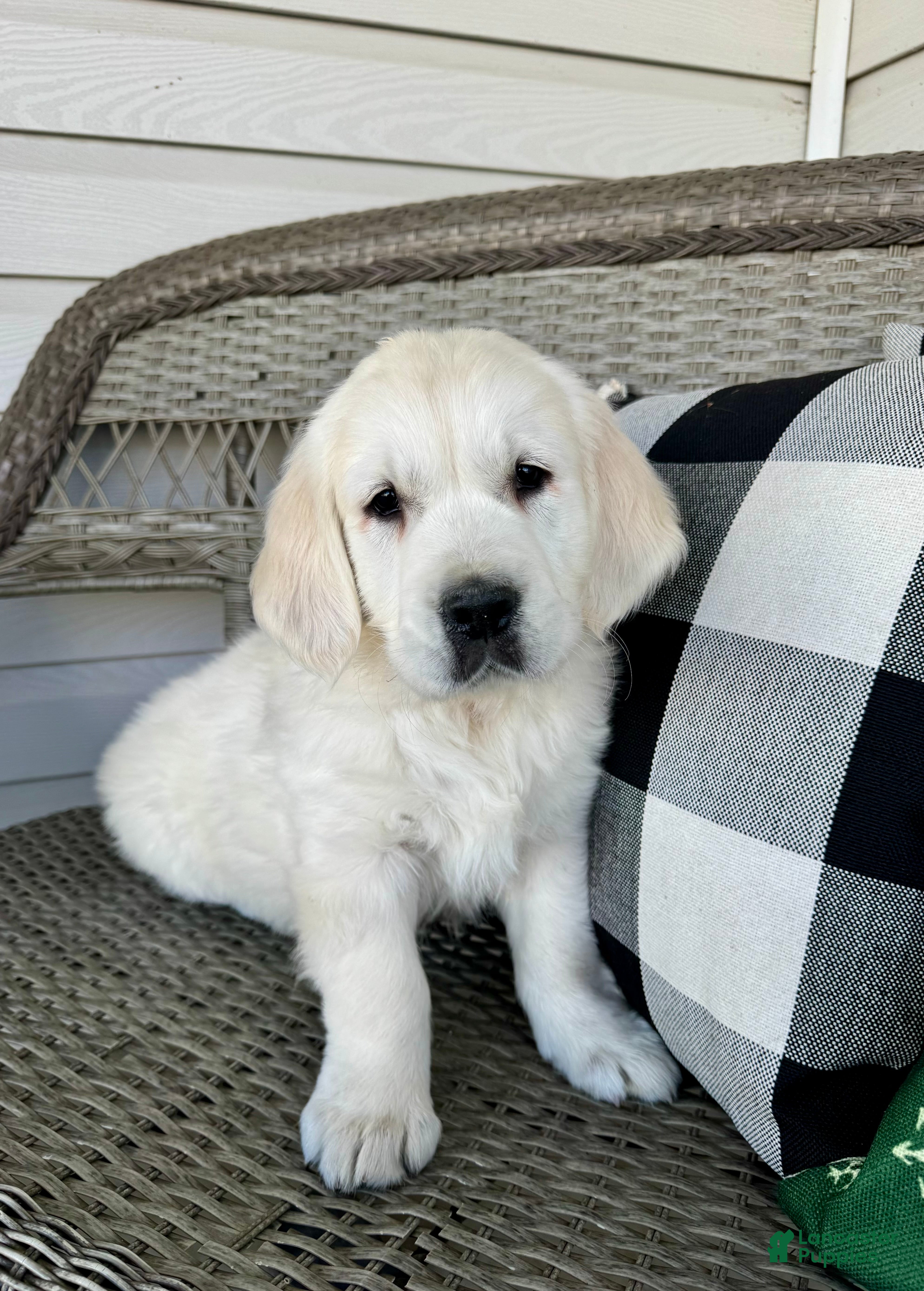 Golden Retriever dogs Oscar  - Ad 1