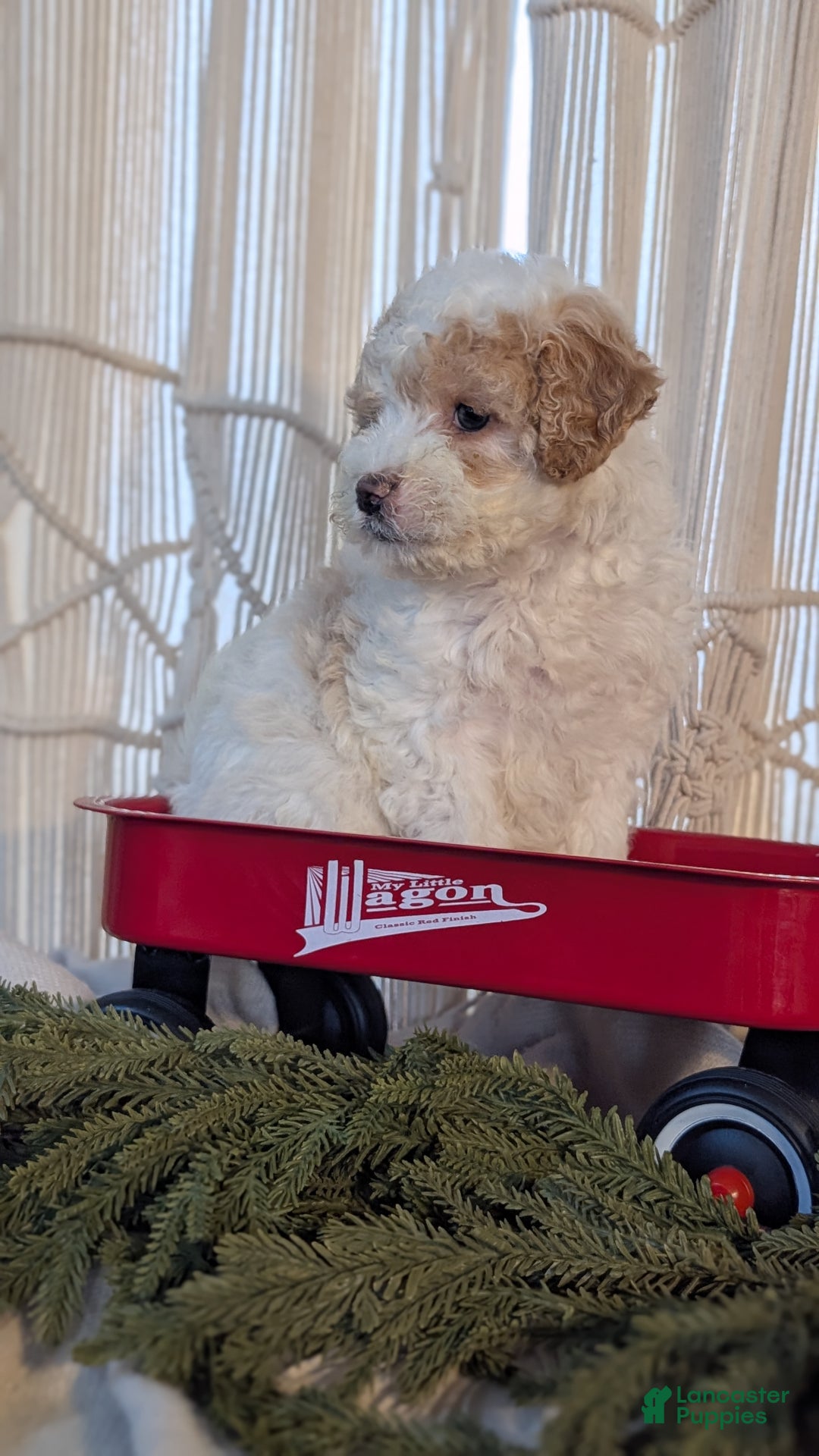 Cavapoo dogs for sale: Avery - Ad 4