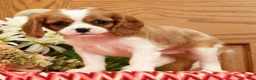 Cavalier King Charles Spaniel dogs for sale: Trisha - Ad 3