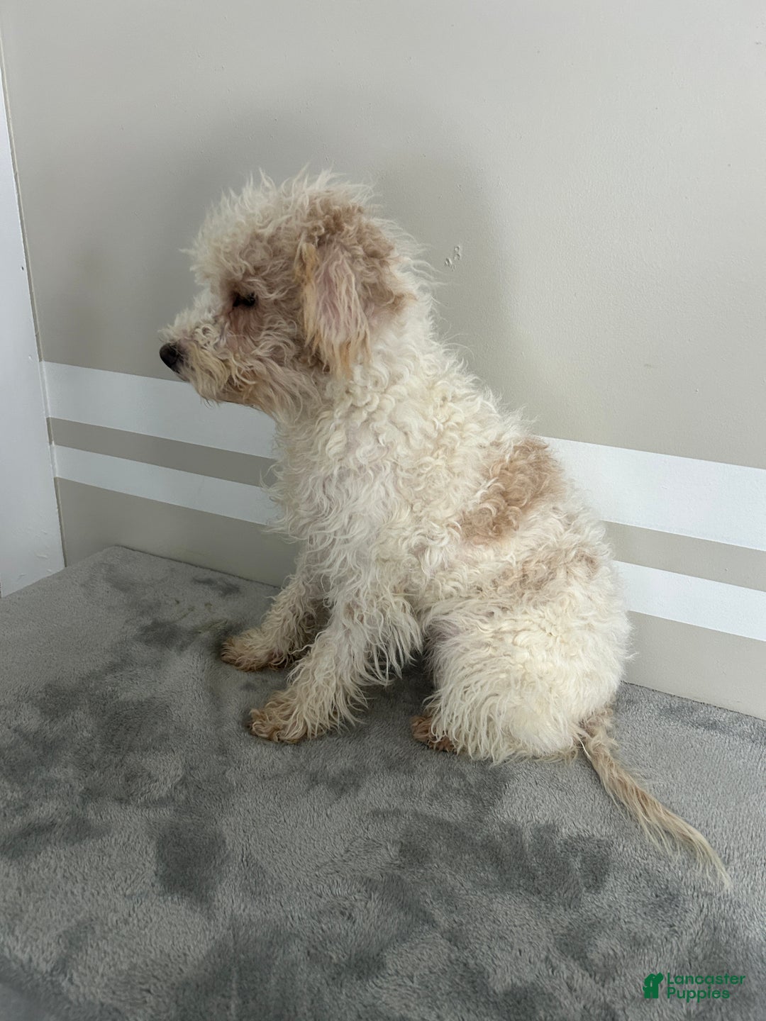 Schnoodle dogs for sale: KitKat - Ad 5