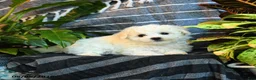 Bichon Frise dogs for sale: Marshmallow - Ad 5