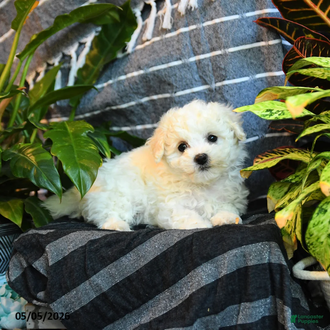 Bichon Frise dogs for sale: Marshmallow - Ad 5