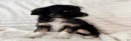 Mixed Breed dogs for sale: Lily  - Ad 3