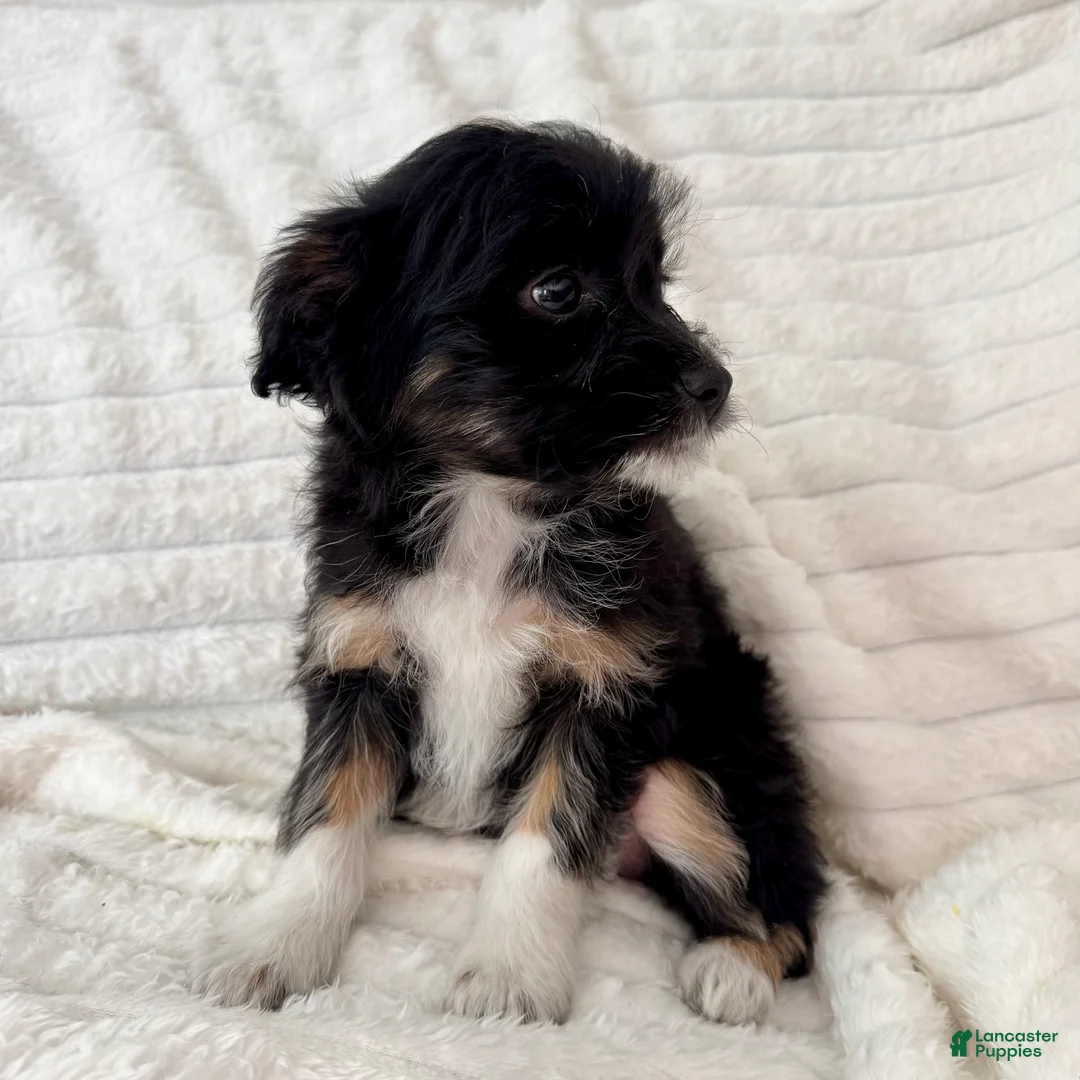 Mixed Breed dogs for sale: Lily  - Ad 3