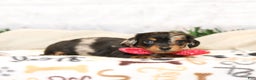Miniature Dachshund dogs for sale: Jenna - Ad 4