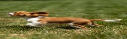 Cavalier King Charles Spaniel dogs for sale: Arlan Cavalier King Charles Spaniel Puppy  - Ad 5