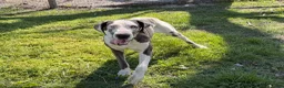 Great Dane dogs for sale: Evelyn - Ad 2