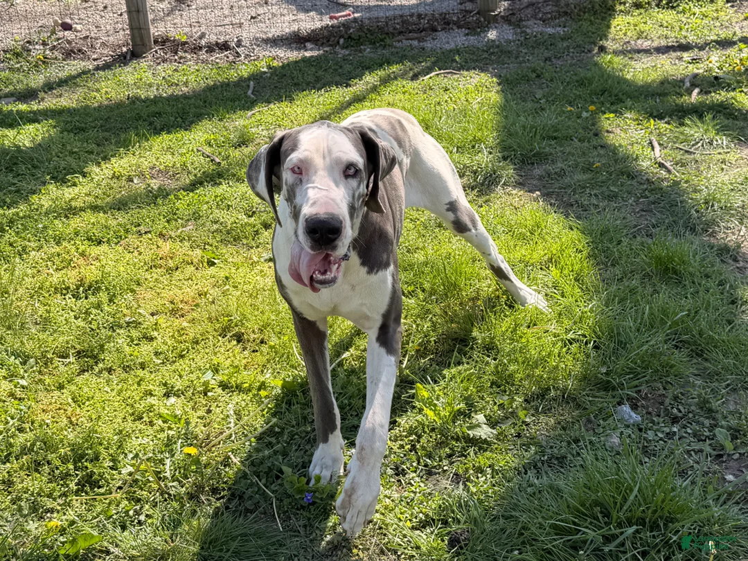 Great Dane dogs for sale: Evelyn - Ad 2