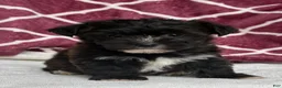 Yochon dogs for sale: Rex - Ad 1