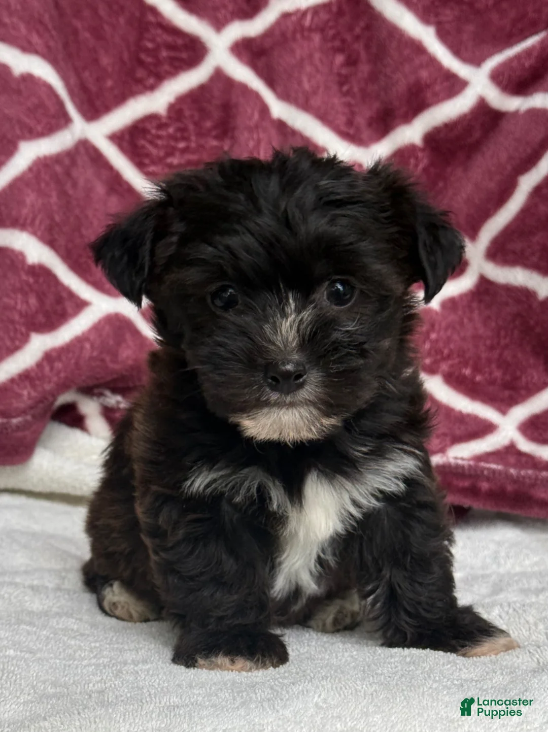 Yochon dogs for sale: Rex - Ad 1