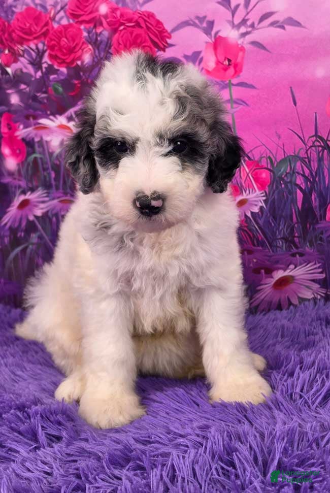 Mini Sheepadoodle dogs Sally - Ad 16
