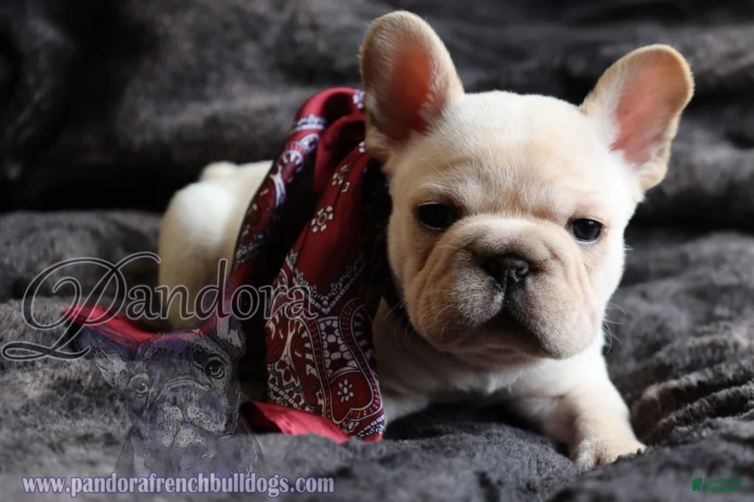 French Bulldog dogs for sale: Echo - Ad 7