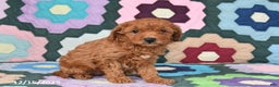 Mixed Breed dogs for sale: Lucy - Ad 4